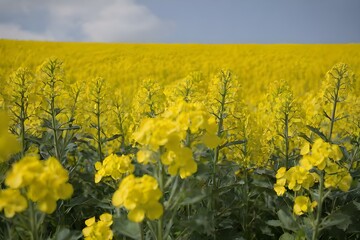 Obraz premium rapeseed