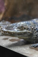 Closeup of a wet crocodile standing on a surface in front of a blurry background