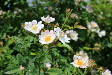 Pale pink dog rose flowers, rosa canina