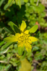 Cushion spurge flower
