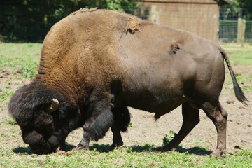 Closeup shot of a brown bison eating grasses