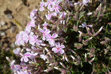 Creeping Phlox Candy Stripe flowers