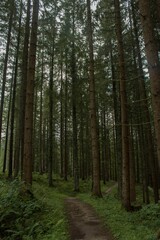 Vertical shot of a trail in a green pine forest