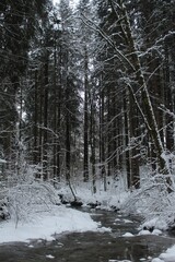 Vertical shot of a river flowing through a pine forest covered with snow in cold winter