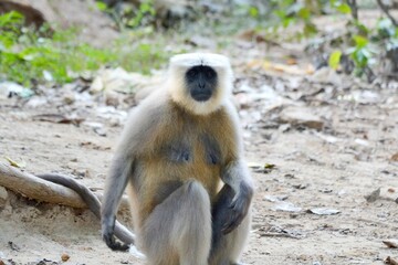 Female Baboon in forest