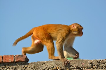 Naklejka premium An Indian urban Monkey on the roof