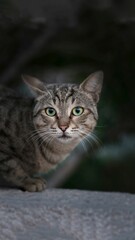 Vertical shot of a portrait of a green-eyed tabby cat.