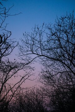 Vertical shot of silhouettes of tree branches against a blue and pink sky background.