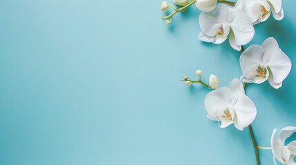 Serene White Orchids on Pastel Blue Background, Copy Space.