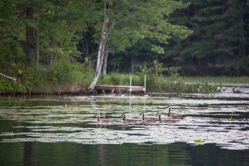 Flock of Canada geese, Branta canadensis captured swimming on a lake surrounded by vegetation