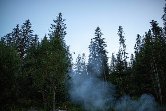 Low-angle shot of Slovakian pine forest silhouettes with smoke rising from the ground, Strba