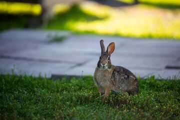 Closeup of a cute small rabbit on a grass by a footpath during the daytime