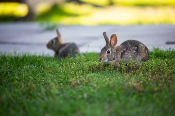 Cute small rabbits on a grass during the daytime - Powered by Adobe