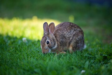 Fototapeta premium Closeup of a cute small rabbit on a grass during the daytime