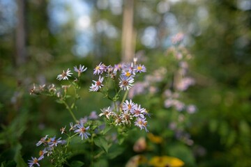Selective focus of Tatarian asters with blurred background of greenery