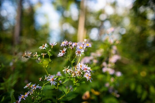 Selective focus of Tatarian asters with blurred background of greenery
