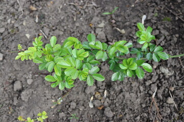 green plant in the ground