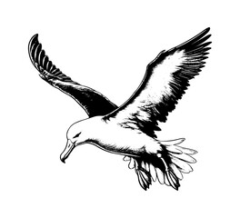 albatross bird hand drawn vector illustration