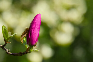 a pink magnolia bud close-up