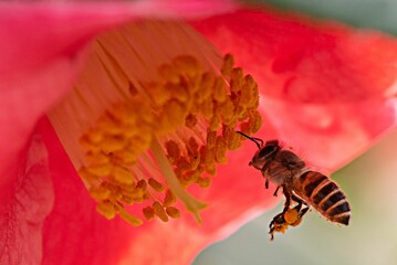 Closeup of a western honey bee pollinating on the sepals of a red flower