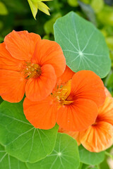 Vertical close-up of an orange nasturtium flowers in garden
