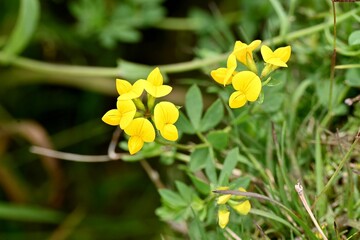 Fototapeta premium Closeup shot of small yellow flowers with green leaves