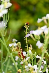 Selective of a ladybug on a white plant