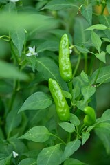 Vertical shot of fresh green chili peppers on a farm