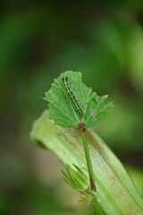 Vertical shot of a caterpillar on a leaf.