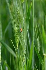 Vertical shot of a ladybug on green wheat in a field under the sunlight with a blurry background