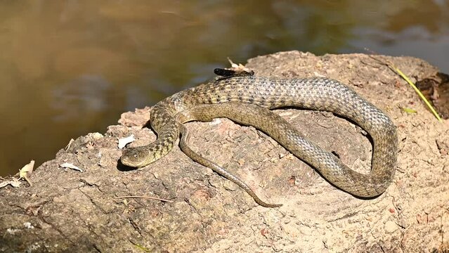Checkered keelback snake with an insect on it on a rock.