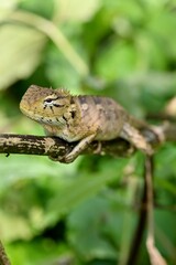 Closeup of a lizard with blurred green nature background