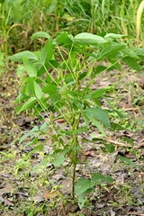 Closeup of a plant with green leaves in a garden