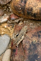 Oedipoda caerulescens(blue-winged grasshopper) on a stone