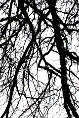 Silhouette of leafless tree branches against cloudy white sky in winter.