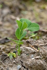 Closeup of growing little plant