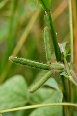 Closeup of growing plant