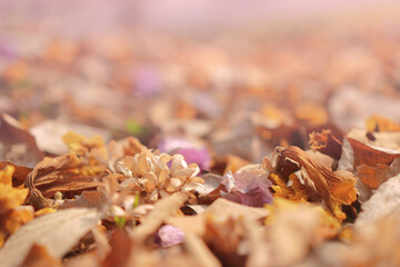 Autumn leaves and flowers on ground. Orange and brown tone of season change foliage nature background.