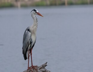 great blue heron