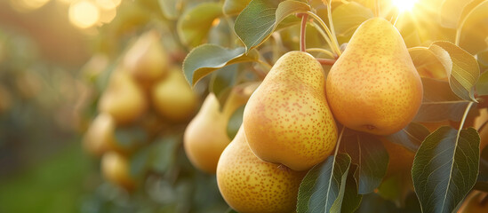 Ripe sweet juicy yellow pears on the tree close up. Pear harvest, fruit garden. Sun light on...