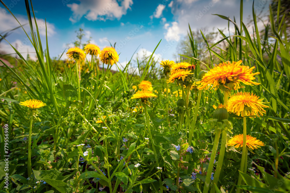 Poster spectacular morning view of blooming yellow dandelion (taraxacum officinale) flowers. exciting sprin