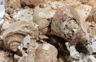 sea shells fossil - 779557735