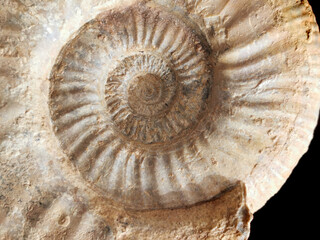 ammonite fossil texture - 779557755