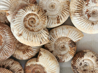 ammonite fossil texture - 779557992