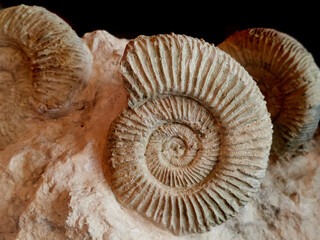 ammonite fossil texture - 779558304