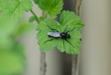 Insekt, Fliege, Käfer, Natur, natürlich