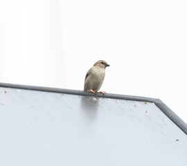 Spatz, Sperling, Natur, scheu