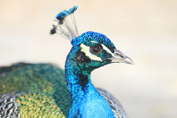 head of peacock