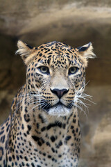 Sri Lankan leopar - Panthera pardus kotiya - 779558715