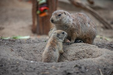 Prairie dogs in the zoo